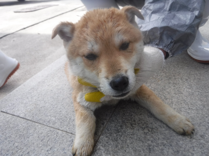 제주 동물보호센터_450650202301233